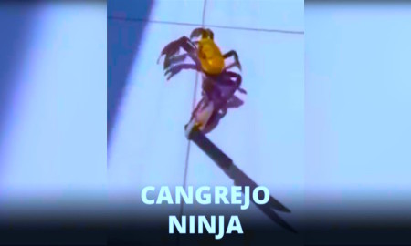 Cangrejo Ninja