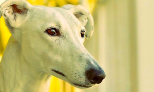 Galgo