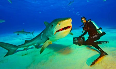 Buceando con tiburones tigre.