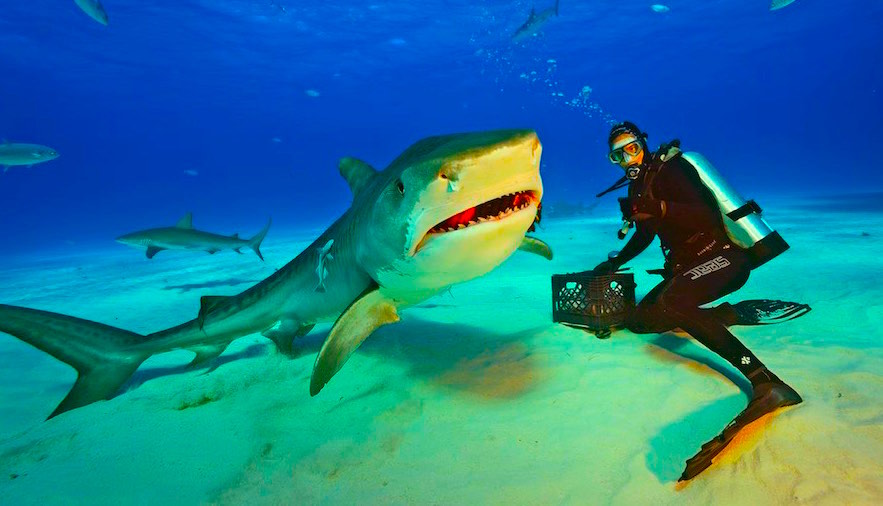 Buceando con tiburones tigre.