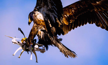 guerra de drones y aves