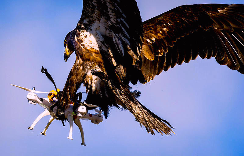 guerra de drones y aves