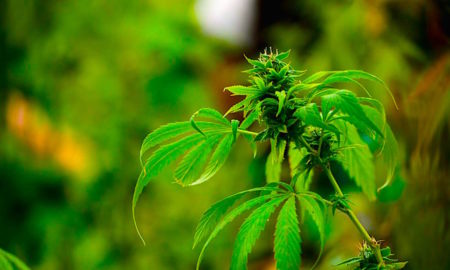CANNABIS 450x270 - Primer Museo Del Cannabis En Latinoamérica