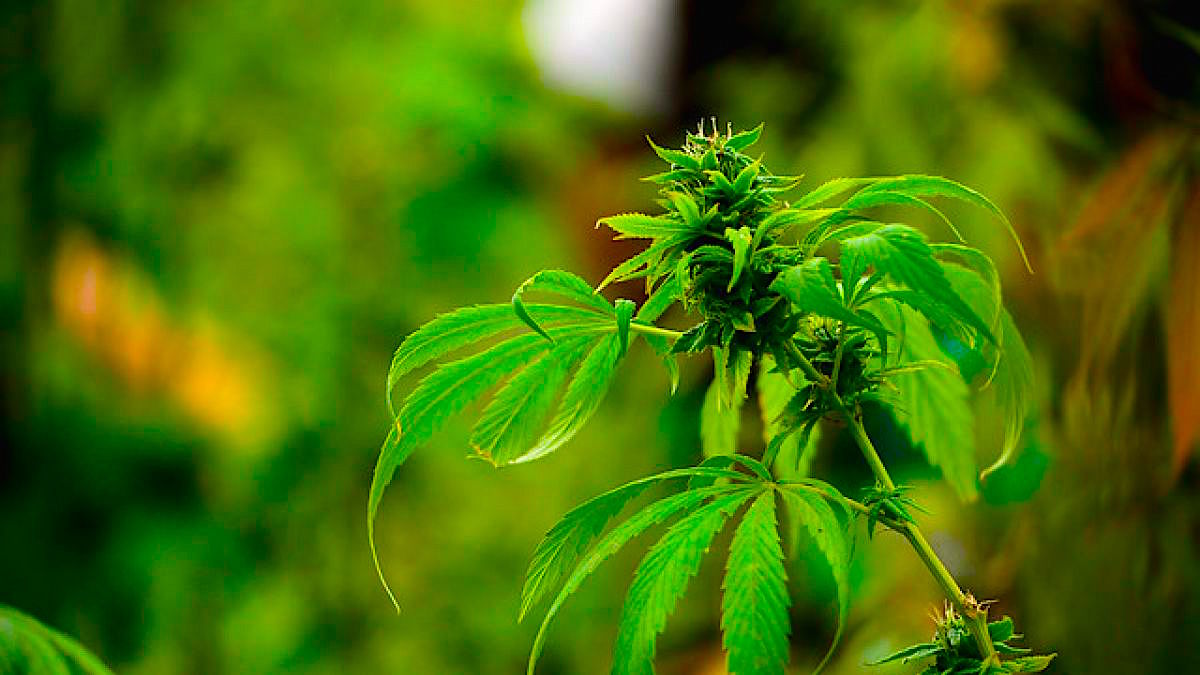 CANNABIS - Primer Museo Del Cannabis En Latinoamérica