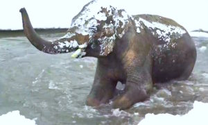 ELEFANTE NIEVE 300x180 - Bebé Elefante Se Divierte En La Nieve