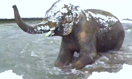 ELEFANTE NIEVE 450x270 - Bebé Elefante Se Divierte En La Nieve