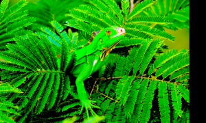 IGUANA 300x180 - Salvando La Iguana