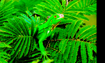 IGUANA 450x270 - Salvando La Iguana