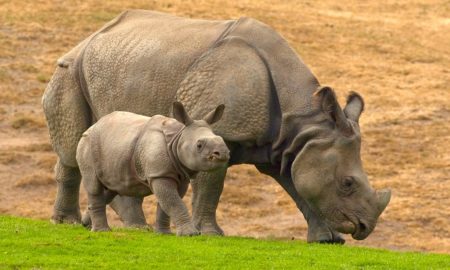 piccolo rinoceronte con la madre 450x270 - Taj Explora El Mundo