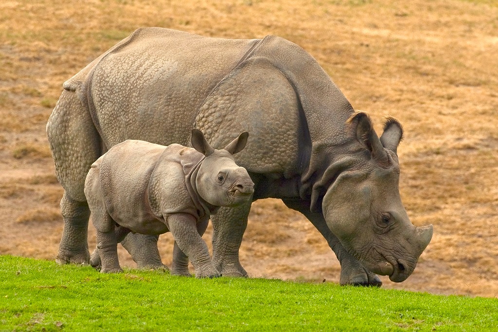 piccolo rinoceronte con la madre - Taj Explora El Mundo