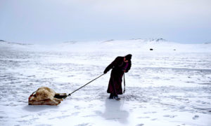 dzud 300x180 - El 'Dzud' Azota Mongolia