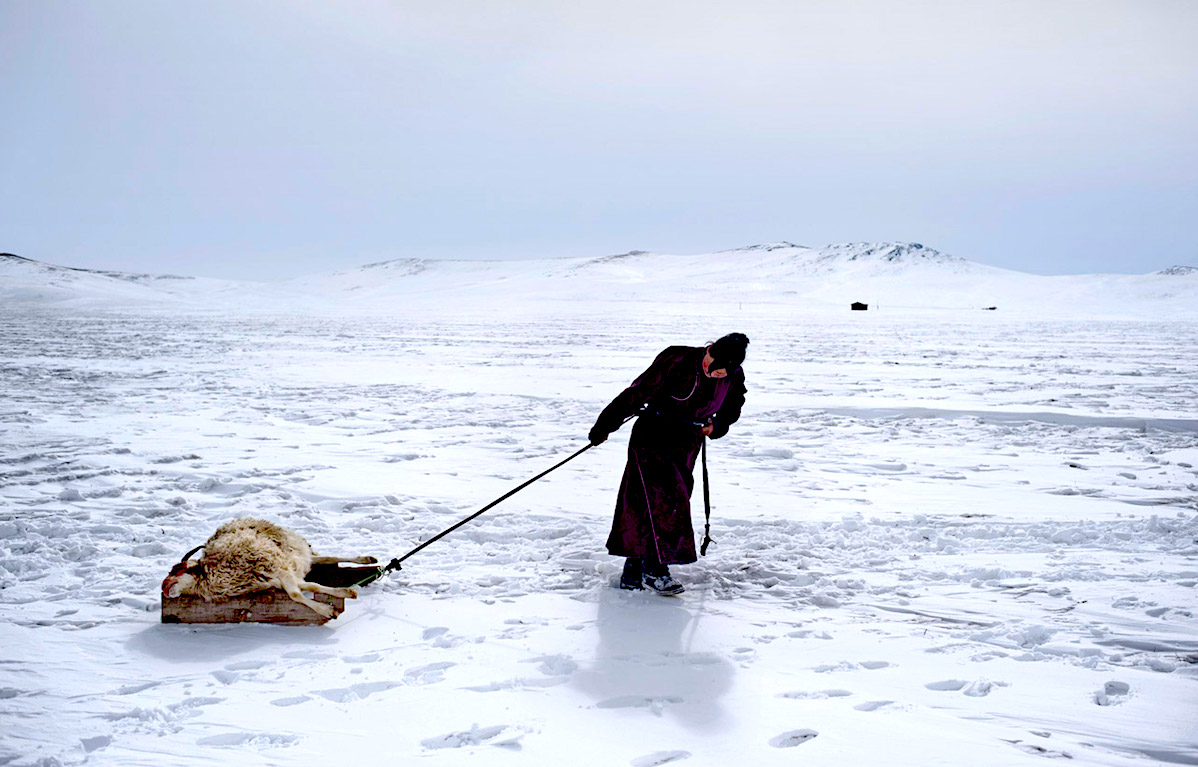 dzud - El 'Dzud' Azota Mongolia