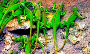 iguana4 300x180 - Iguanas... ¡Ganadería!