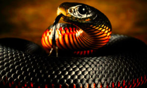 1 300x180 - ¿Dejarías Que Una Serpiente Durmiera En Tu Cama?