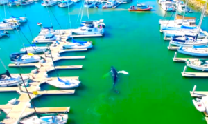 BALLENA PERDIDA 300x180 - Esta Ballena Jorobada Se Perdió En El Puerto