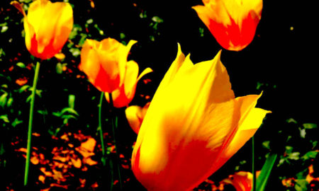 central park 10 1 450x270 - Flores Vivas En Central Park