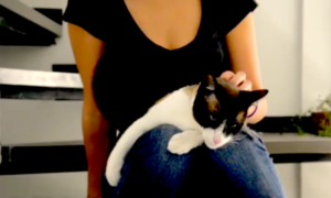 cudar gatos 300x180 - Viaja Cuidando Mascotas