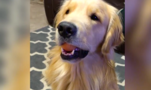 perro lindo 300x180 - ¿Es Kono El Perro Más Lindo Del Mundo?