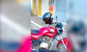 ABEJAS 300x180 - Abejas Invaden Casco De Un Motorista