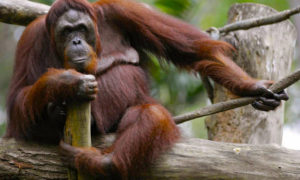 Cuánto viven los orangutanes2 300x180 - 5 Pasos Para Salvar a Los Orangutanes
