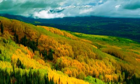 bosques 450x270 - Bosques Descubiertos Contra el Cambio Climático