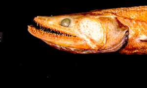 pez lagarto 300x180 - Raro Pez-lagarto