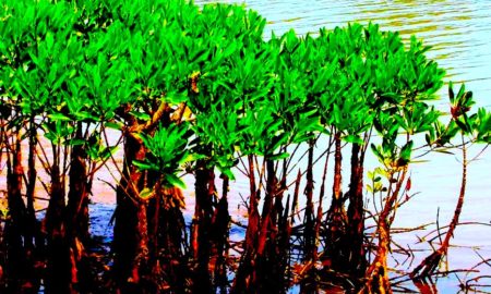 Mangroves in Kannur India 450x270 - Salvando Manglares