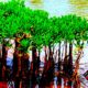 Mangroves in Kannur India 80x80 - Salvando Manglares