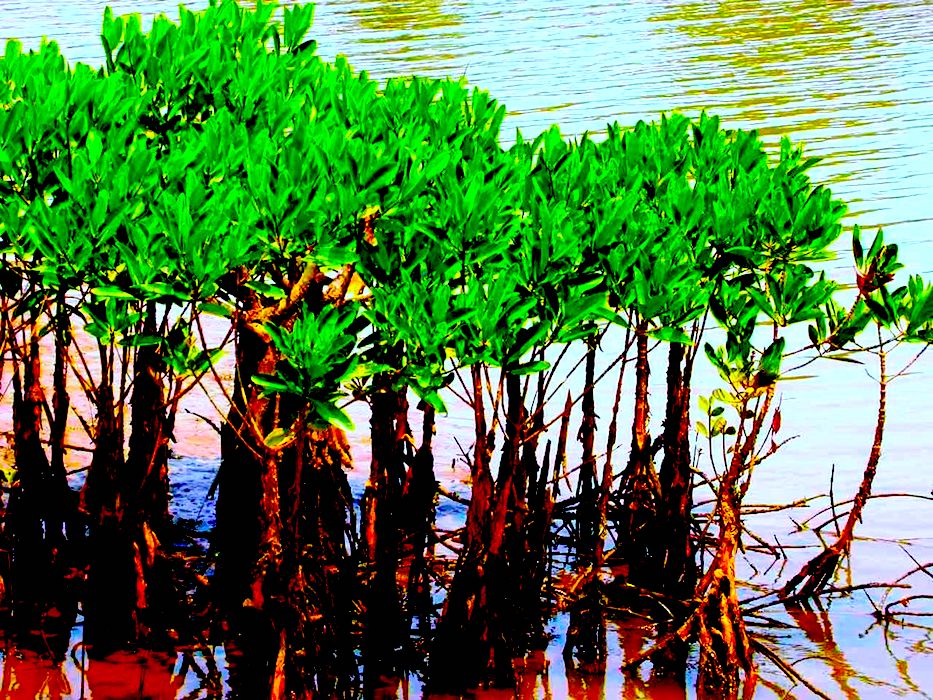 Mangroves in Kannur India - Salvando Manglares