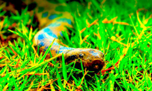 animals hero anaconda 300x180 - Se Busca Anaconda