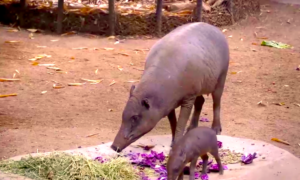 cerdito 300x180 - Cerdito Babirusa Juega Con Su Mamá