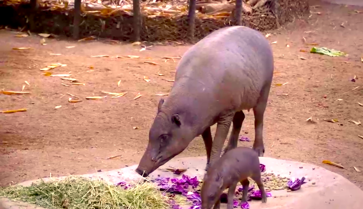 cerdito - Cerdito Babirusa Juega Con Su Mamá