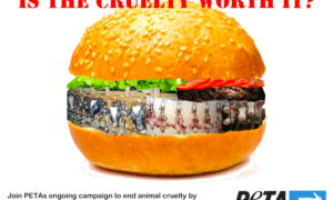 cruelty 300x180 - El Camino Que Recorre Una Hamburguesa Hasta Tu Plato