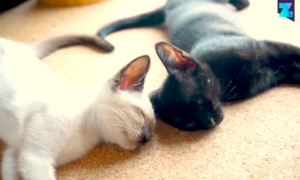 gatitos 300x180 - La Pareja De Gatos Más Adorable De Internet