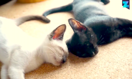 gatitos 450x270 - La Pareja De Gatos Más Adorable De Internet