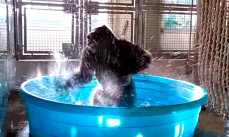 gorila zola una escena del video que distribuido zoo dallas 1498326637603 450x270 - El Gracioso Baile De Un Gorila En Una Piscina