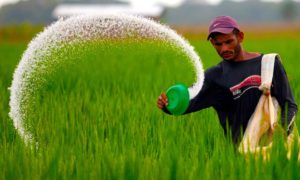 india arroz 300x180 - Agricultores Que Recuperan El Poder En La India