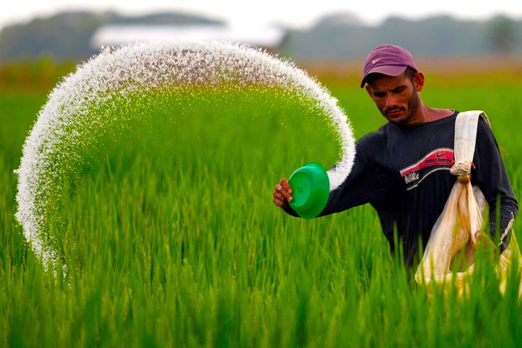 india arroz - Agricultores Que Recuperan El Poder En La India