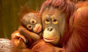 orangutan de sumatra 300x180 - Graciosos Orangutanes Se Abrazan Tiernamente