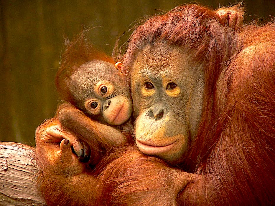 orangutan de sumatra - Graciosos Orangutanes Se Abrazan Tiernamente