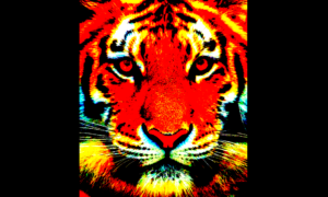 AMUR 1000x600 1 300x180 - Salvar Al Tigre