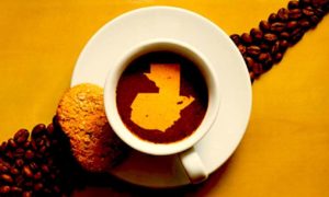 cafe guatemala 300x180 - Guatecafé Ecológico