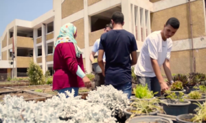 el cairo 300x180 - Los Techos Verdes De El Cairo Contra La Contaminación
