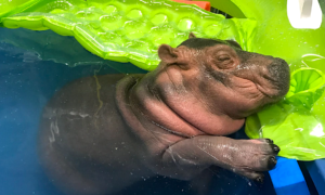 hipo 300x180 - Fiona: La Bebé Hipopótamo Que No Sale Del Agua
