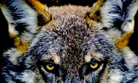 lobos 450x270 - Nacidos Para Ser Salvajes: Los Lobos Mascota De Rusia