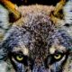 lobos 80x80 - Nacidos Para Ser Salvajes: Los Lobos Mascota De Rusia