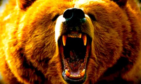 osos 450x270 - Los Osos Que Se Han Apoderado De La Basura De Rusia