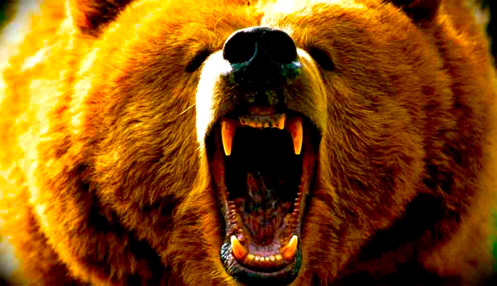osos - Los Osos Que Se Han Apoderado De La Basura De Rusia