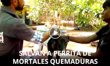 perra rescatada 450x270 - Tierno Rescate: Perra Callejera Curada Por Quemaduras