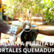 perra rescatada 80x80 - Tierno Rescate: Perra Callejera Curada Por Quemaduras